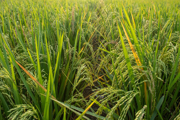 Rice fields in the rice fields are turning yellow