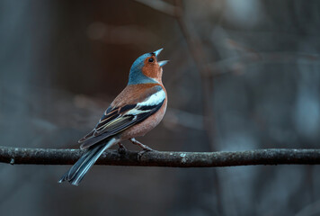 a beautiful bird, a male finch sits on a branch in a spring evening park and sings - 788404687