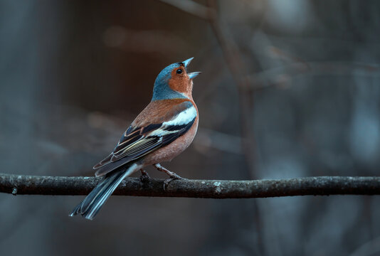 a beautiful bird, a male finch sits on a branch in a spring evening park and sings