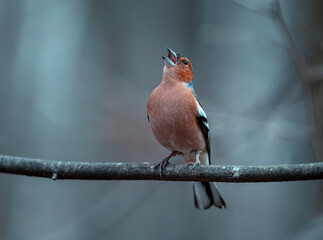 a beautiful bird, a male finch sits on a branch in a spring evening park and sings - 788404810