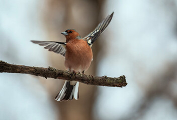 beautiful bird male finch sits on a branch in a spring evening park and flaps its wings - 788404847