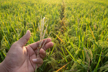 A farmer is checking rice for damage to stem caterpillar pests