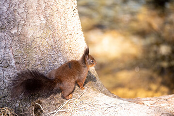 Ein Eichhörnchen im Wald