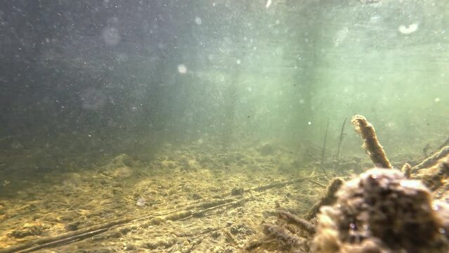 Unterwasservideo von einem Bach mit Fischen und Sonnenstrahlen mit fließenden Wasser