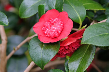 Red camellia ‘bob tinsie’ in flower.