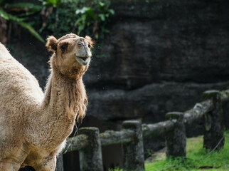 Camel in the zoo