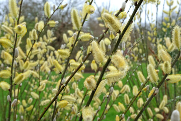 The yellow catkins of Salix hookeriana, coastal willow in flower.