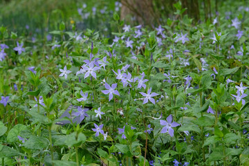 Blue purple periwinkle in flower.