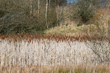 Typha latifolia, better known as broadleaf cattail or colloquially Water Baton, Water Stick is a...