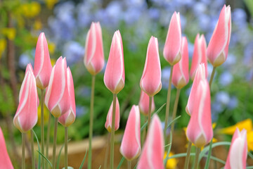 Pink and white dainty Tulipa clusiana ‘Lady Jane’ in flower