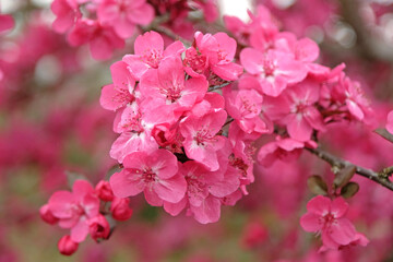 Malus Cardinal, or the pink crab apple tree, in flower.