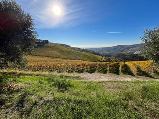 Fototapeta na wymiar Colline coltivate a vite Valle di Mezzane