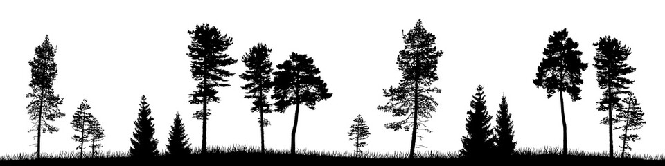 Seamless forest landscape with coniferous trees in black silhouettes on transparent background