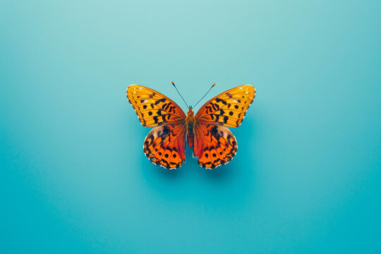 An isolated butterfly on a color background