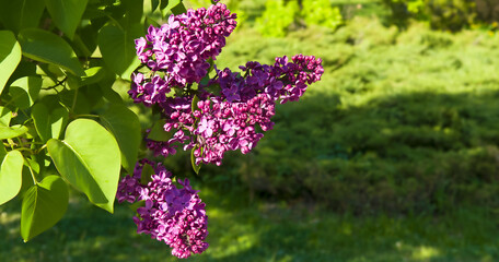 Spring branch of blossoming lilac. Wide photo.