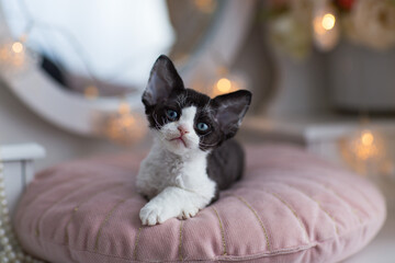 black and white Devon Rex kitten lying on a pillow