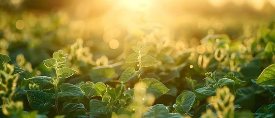 Poster Serenity at Dawn: Glistening Soybean Field. Concept Nature Photography, Scenic Landscapes, Peaceful Mornings © Anastasiia