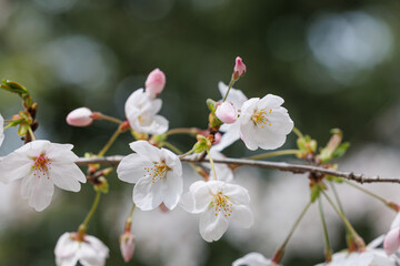 桜