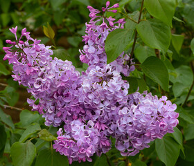 Large lilac bush in spring. Bright flowers of spring lilac bush. Spring lilac flowers close-up. Sprig of beautiful varietal blooming flower. Syringa vulgaris. First flowers. Postcard background - 788422811