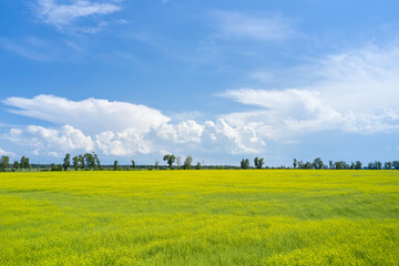 Landscape of a big rapeseed yellow field and blue sky