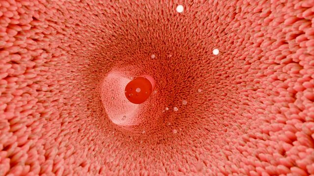 Probiotics in intestinal tract. endoscopy through intestines. Microbiota, Pill Capsule with vitamins for digestive system, stomach pain treatment, Red microvilli, 3d render