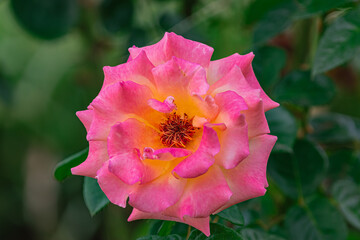 pink rose blooming, with green leaves background