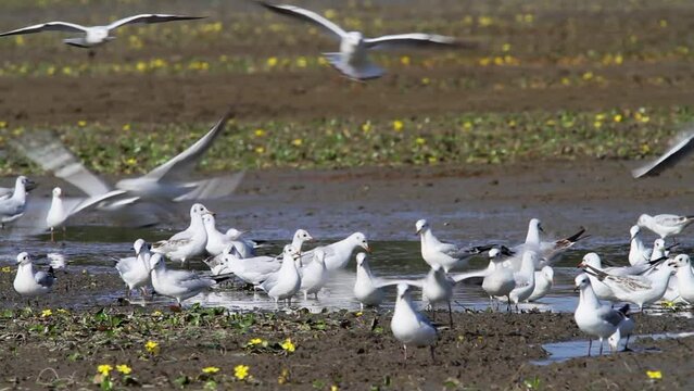 Black-headed gulls are feeding in a shallow fishpond of Crna Mlaka, Croatia