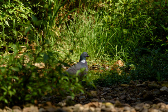 pombo torcaz posada en el suelo 