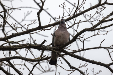 Bird is on the branch. Oriental turtle dove or rufous turtle dove