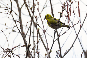 Yellow bird is on the branch. The Eurasian siskin, male