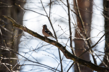 Little bird sings on the branch on a sunny day. The Eurasian chaffinch