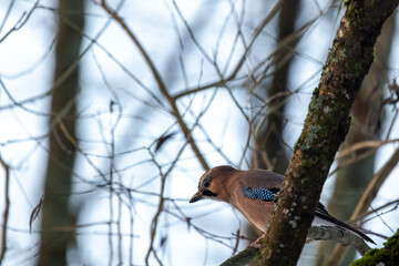 Colorful bird is on the branch in winter forest. Eurasian jay