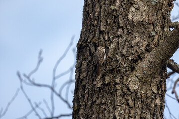 Bird climbing up a tree, leaning on its tail. The Eurasian treecreeper