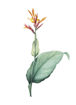 Indian shot png sticker, vintage botanical illustration, transparent background