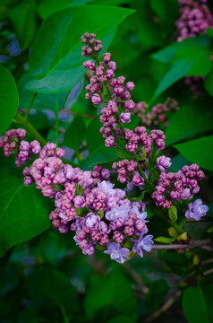 Lilac, Syringa Vulgaris