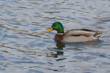 Mâle de canal colvert  (Anas platyrhynchos) nageant dans un étang