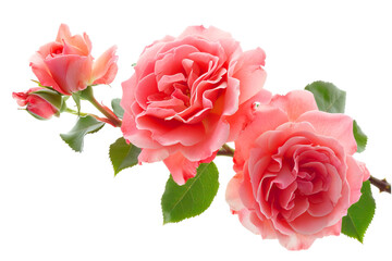 Beautiful bouquet of pink and white Hybrid tea roses on a white background