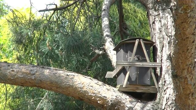 Bird Eurasian tree sparrow, Passer montanus sits in birdhouse on pine tree on sunny spring day - real time. Topics: ornithology, animal, nature, fauna, season