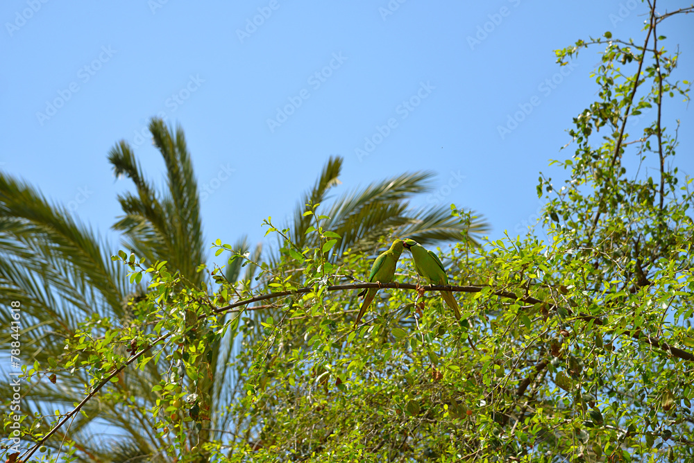 Sticker Closeup of two green parrots standing on a tree branch, natural environment, outdoors. Kissing, feeding.