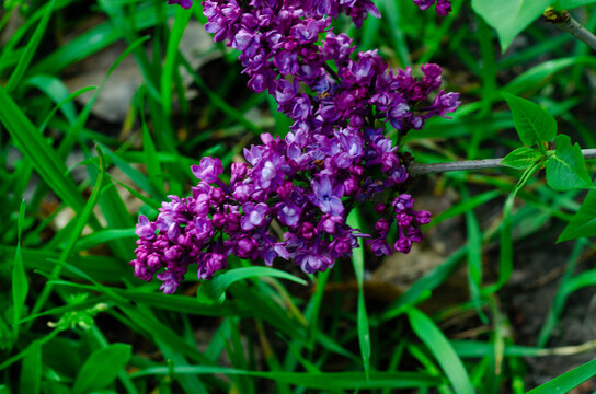 Lilac, Syringa Vulgaris