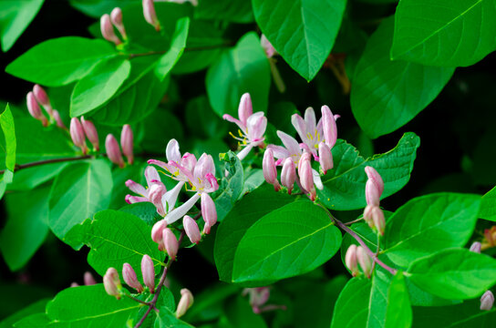 Tatarian Honeysuckle.