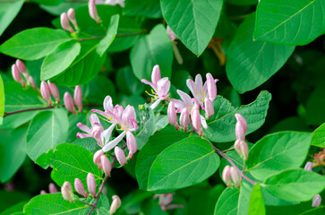 Tatarian Honeysuckle