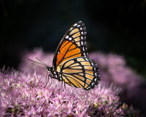 Monarch Butterfly on Flower © Images By Shamber