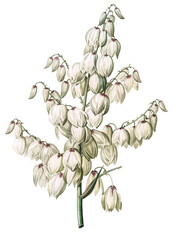 Aloe yucca png sticker, vintage botanical illustration, transparent background - obrazy, fototapety, plakaty