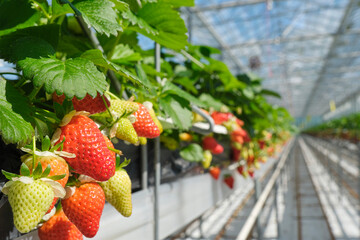 Industrial food production of strawberries in a greenhouse in the Netherlands. Closeup of red and green strawberries in a glasshouse under a blue sky.	