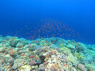 Fototapeta na wymiar Reef fish.