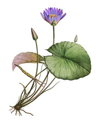 Purple lotus with green leaf png drawing