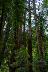 Views hiking inside in Muir Woods National Monument of the ferns, large coastal redwoods, moss, and tree canopy.