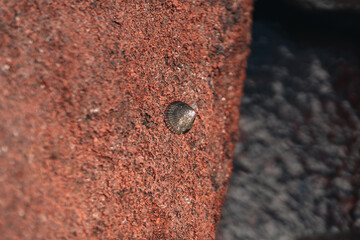Sea shell on a red rock