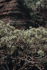 Tropical tree next to a red cliffside 